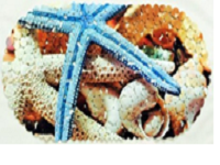 14-124 Spa — коврик 67х36 см овал фотопринт Морская звезда
